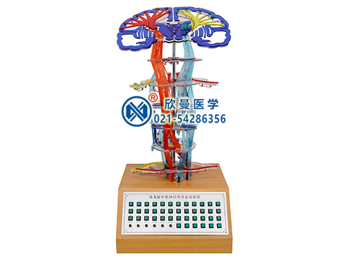 微电脑中枢神经传导直观模型