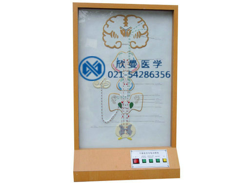 平衡觉传导电动模型