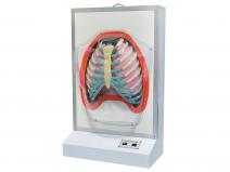 人体呼吸运动电动模型（电动呼吸系统模型）