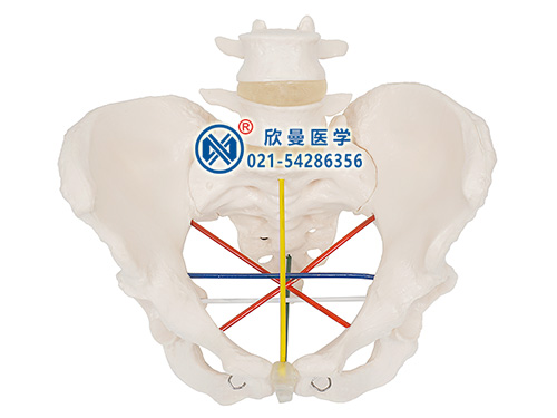 XM-F24骨盆测量示教模型