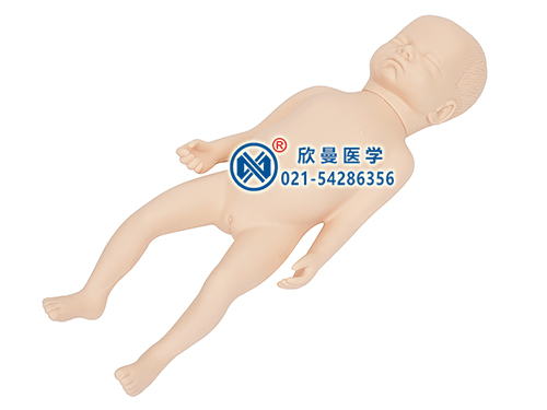 XM-YE6高级足月胎儿模型,足月婴儿模型