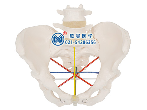 骨盆测量示教模型