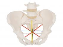 骨盆测量示教模型