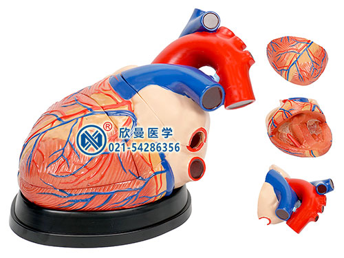 心脏解剖放大模型,心脏解剖模型