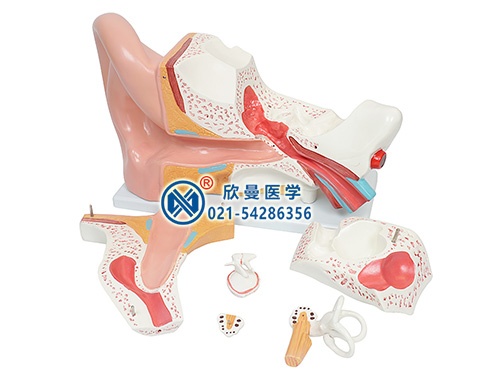耳解剖放大模型