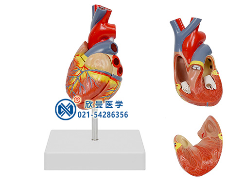 心脏解剖模型