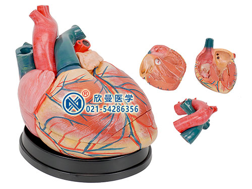 大心脏模型,心脏解剖放大模型
