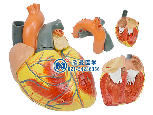 心脏解剖放大模型