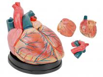 大心脏模型（放大4倍，3部件）