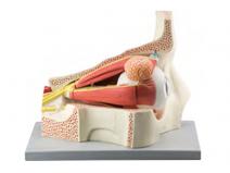 眼球与眼眶放大模型（放大5倍，11部件）