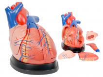 成人心脏解剖放大模型（放大3倍，5部件）