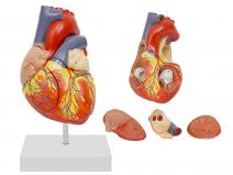 心脏解剖放大模型（放大2倍，4部件）