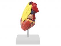 心脏附胸腺模型