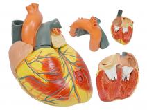 心脏解剖放大模型（放大3倍，3部件）