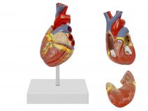 心脏解剖模型（自然大，2部件）