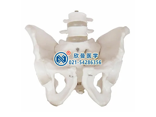 可拆卸骨盆附腰椎模型