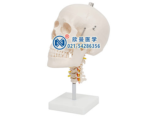 头颅骨带颈椎模型