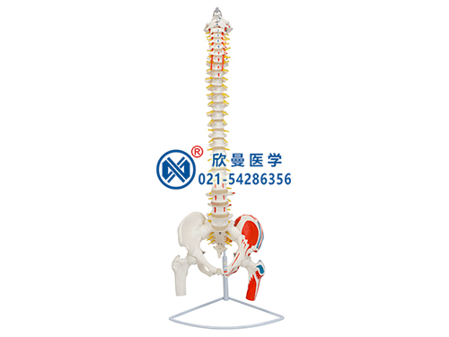 脊柱带骨盆和股骨头附肌肉着色模型