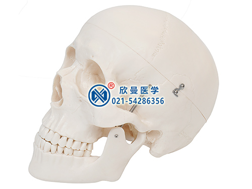 XM-116头颅骨模型