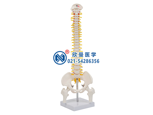 脊柱带骨盆与半腿骨模型