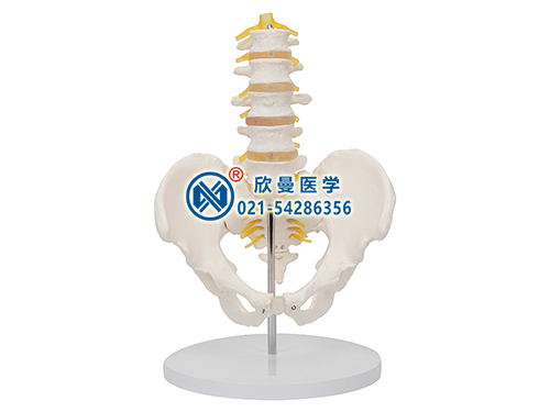 骨盆带五节腰椎模型