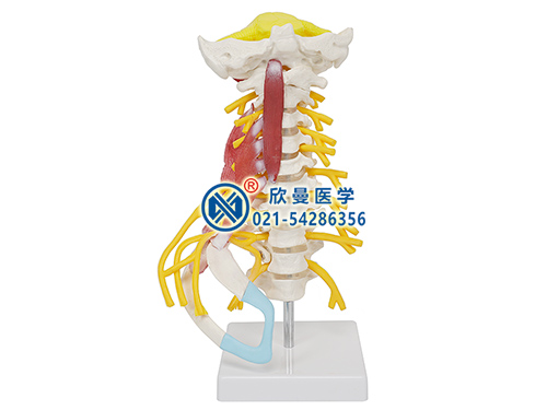 颈椎肌肉带脑干附神经模型