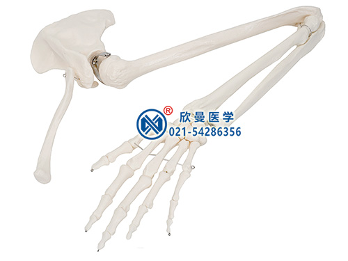 手臂骨肩胛骨和锁骨模型
