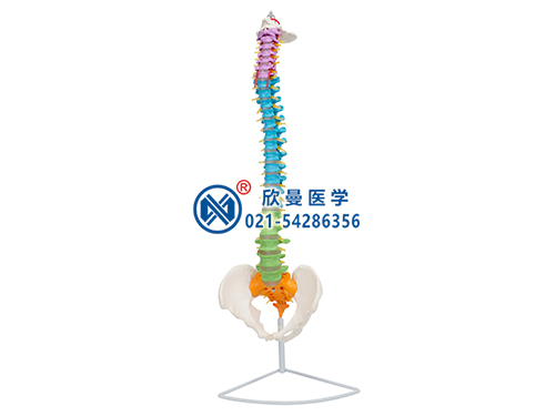 XM-127彩色脊柱模型,脊椎模型