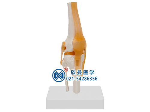 功能型膝关节模型,膝关节附韧带模型