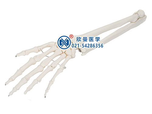XM-145手掌骨带尺骨和桡骨模型