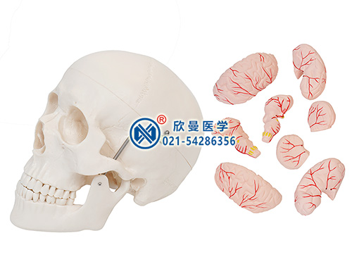 头颅骨带脑动脉模型,颅脑模型