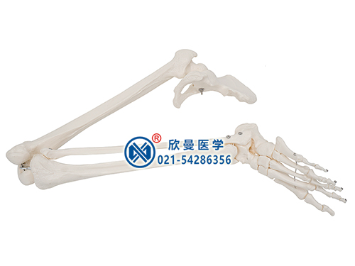 下肢骨带髋骨模型