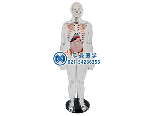 XM-113人体体表人体骨骼与内脏关系模型