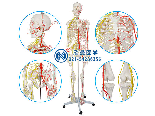 XM-110人体骨骼附主要动脉和神经分布模型