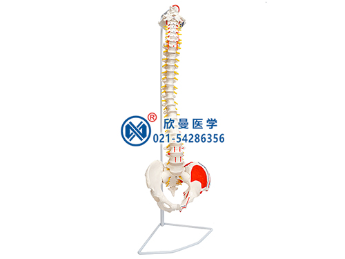 脊柱带骨盆附肌肉着色模型