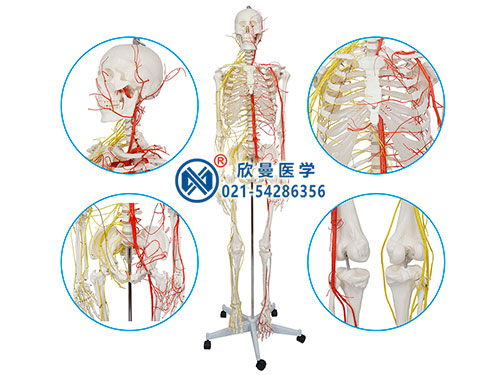 人体骨骼附主要动脉和神经分布模型