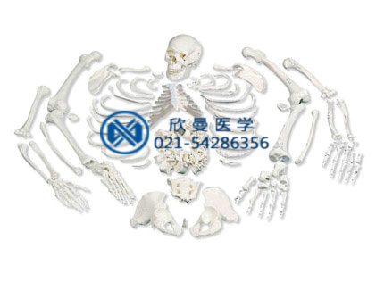 游离骨模型,人体骨骼散骨模型