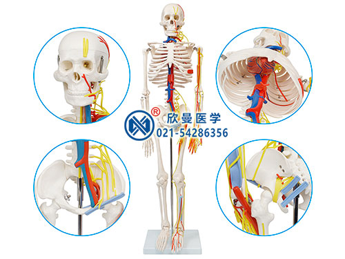 XM-106人体骨骼带神经与血管模型