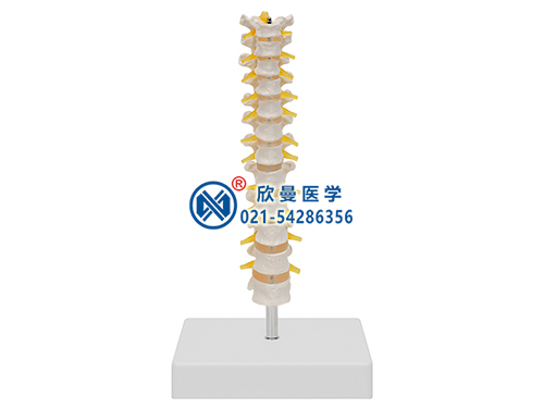 12节胸椎模型