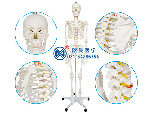 男性全身人体骨骼模型,人体骨架模型