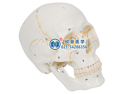 XM-116A头颅骨模型