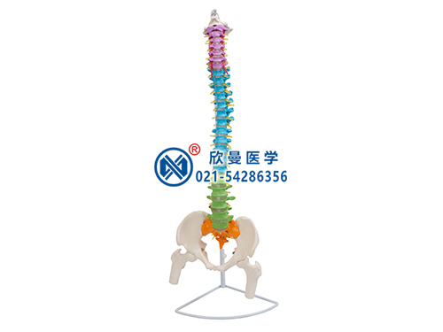 彩色脊柱带骨盆与股骨头半腿骨模型