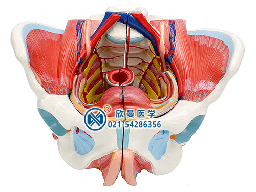 XM-131D女性骨盆附生殖器官与血管神经模型,女性骨盆模型,女性生殖器模型