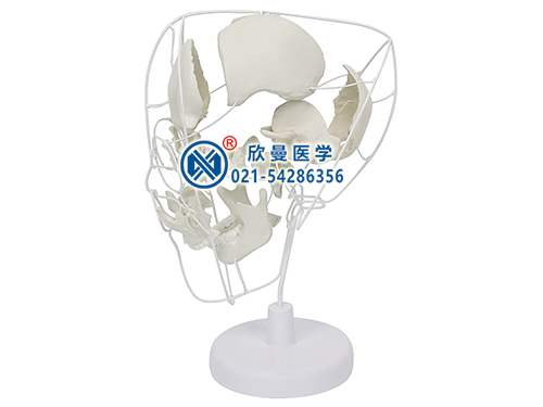 颅骨骨性分离模型,分离颅骨模型