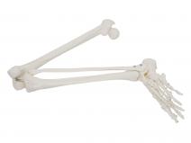 下肢骨模型（腿骨模型）