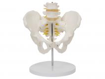 骨盆带腰椎模型