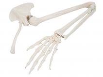 手臂骨、肩胛骨和锁骨模型