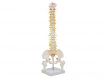缩小脊柱带骨盆与半腿骨模型