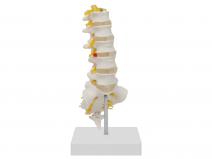 腰椎带尾椎骨模型（腰骶椎与脊神经模型）