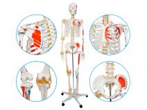 人体骨骼附半边肌肉着色附韧带模型